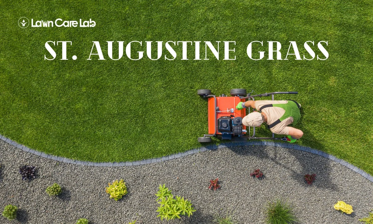 a person aerating St. Augustine grass with a lawn aerator
