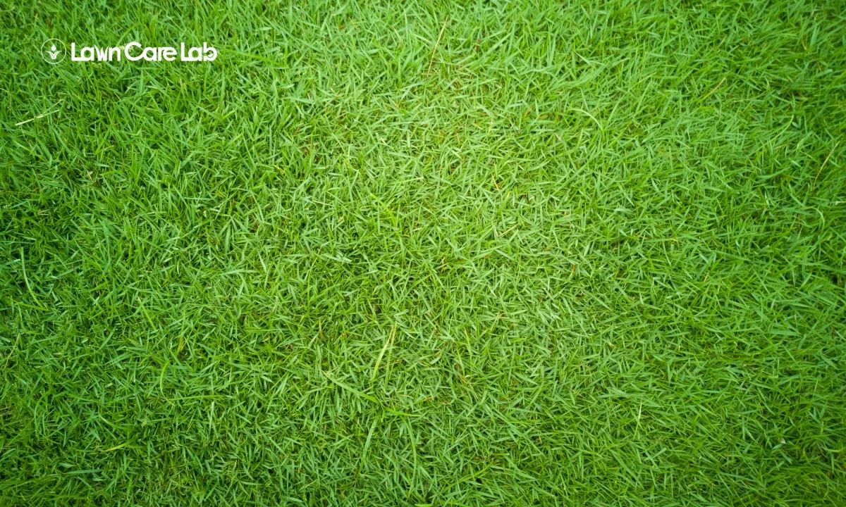 Choosing Bermudagrass For Your Lawn Everything You Need To Know