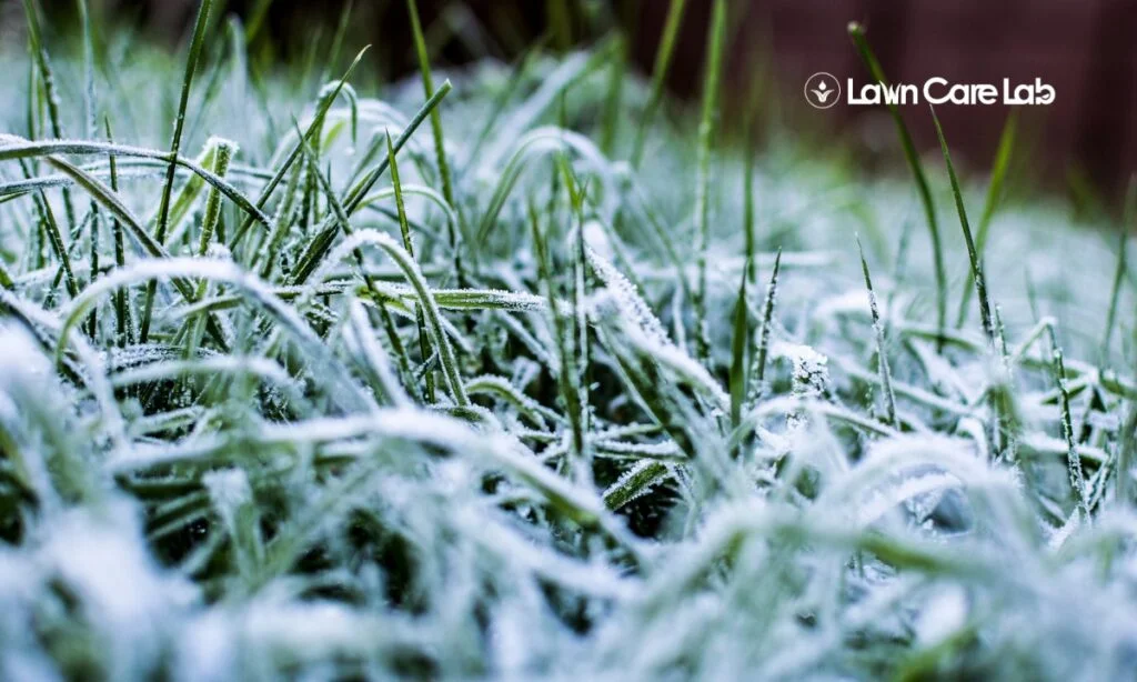 A close up of grass with frost in winter's lawn