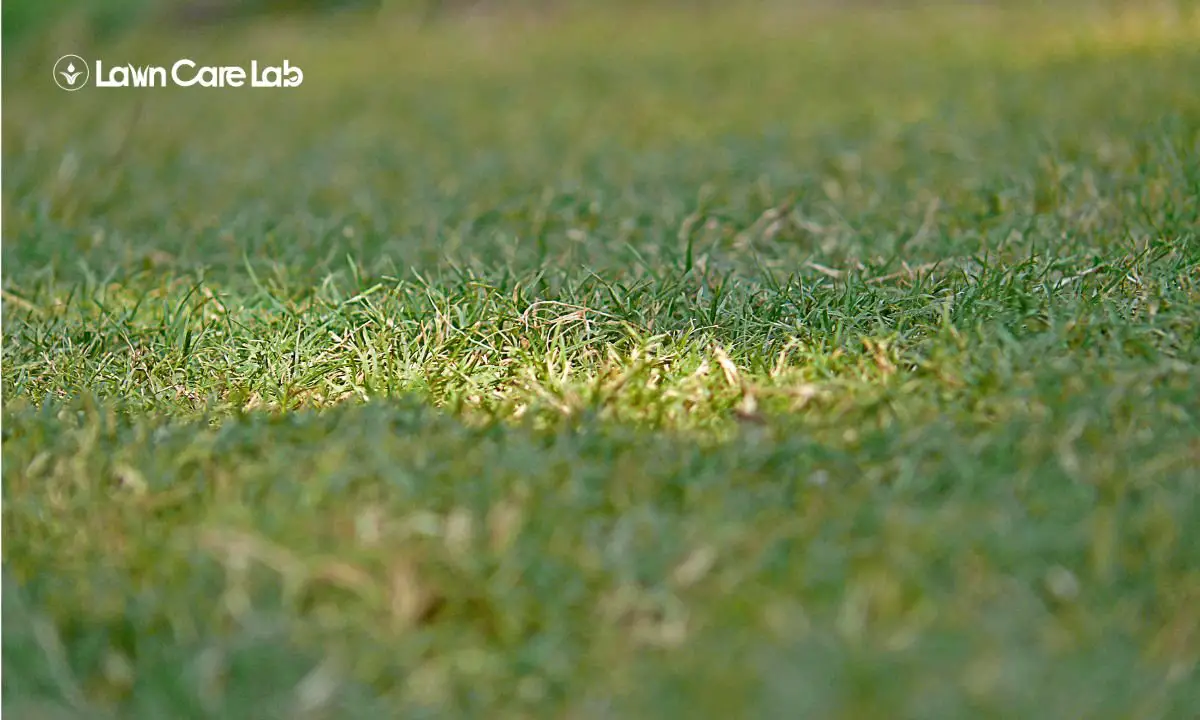 A shiny day Bermuda grass lawn