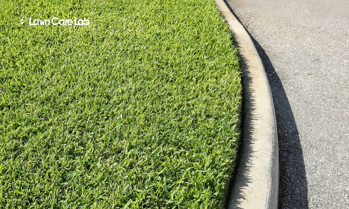 Level Up Your Lawn With St. Augustine Grass