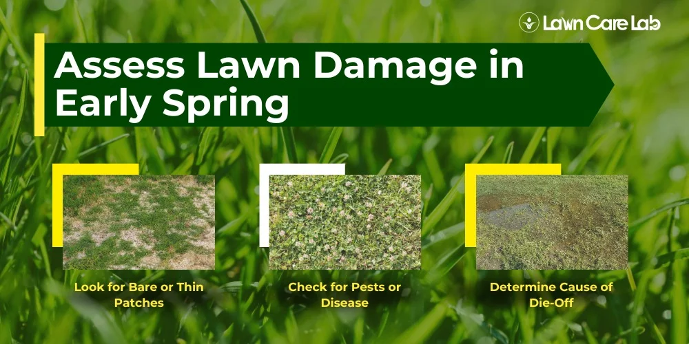 Way to Revive Your Lawn in Spring.