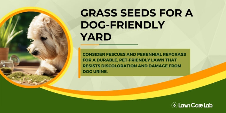 Guide to Dog-Friendly Grass Seed: Keep Your Yard Green and Safe for ... - Can Eating Lawn Grass Affect Dog Health