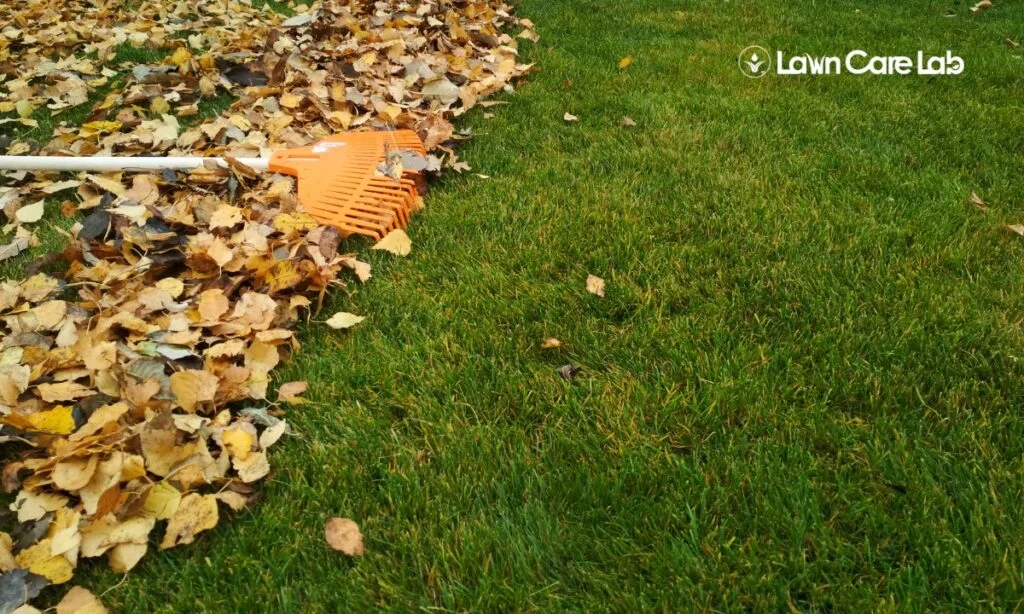 A rake in the grass as indicating Fall Lawn Care Guide