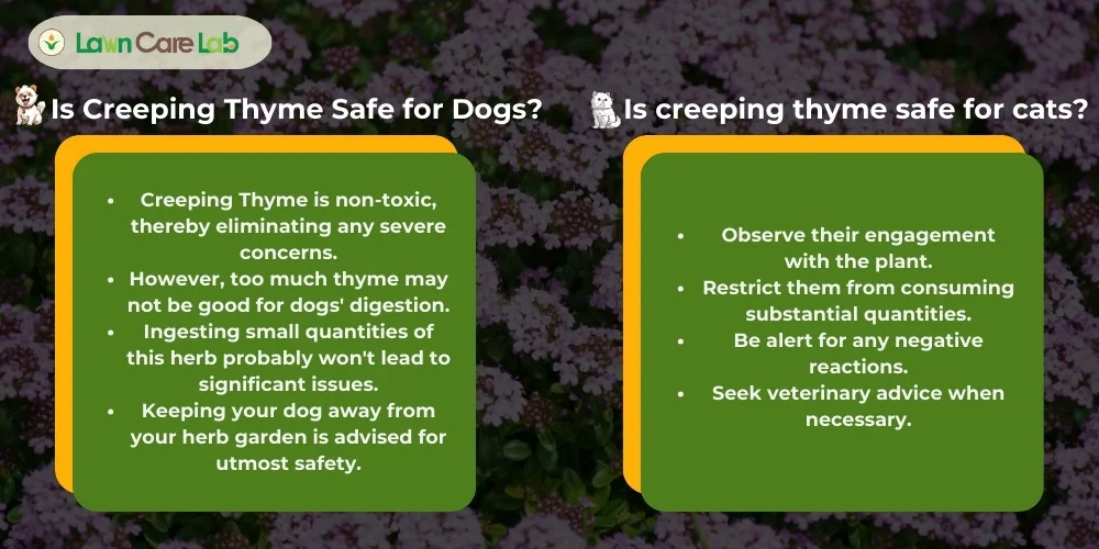 Information about Safety of Creeping Thyme for Pets.
