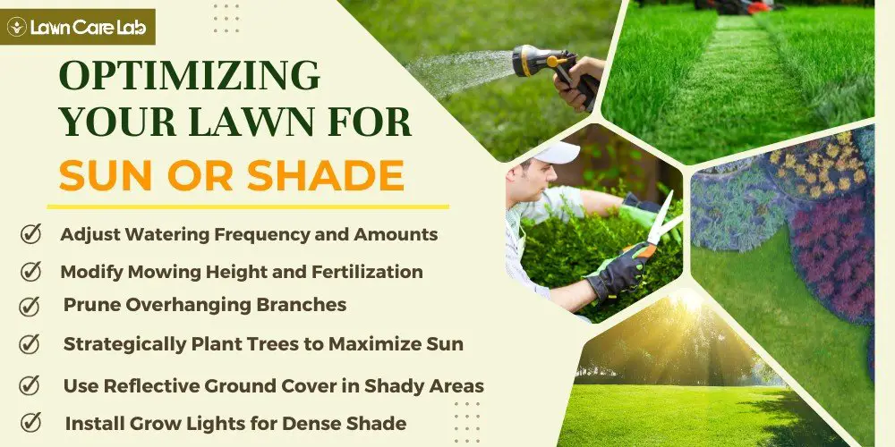 Optimizing Lawn for Sun or Shade for Lawn Care.