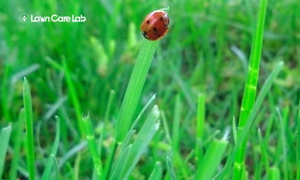Insect Impact on Your Lawn.