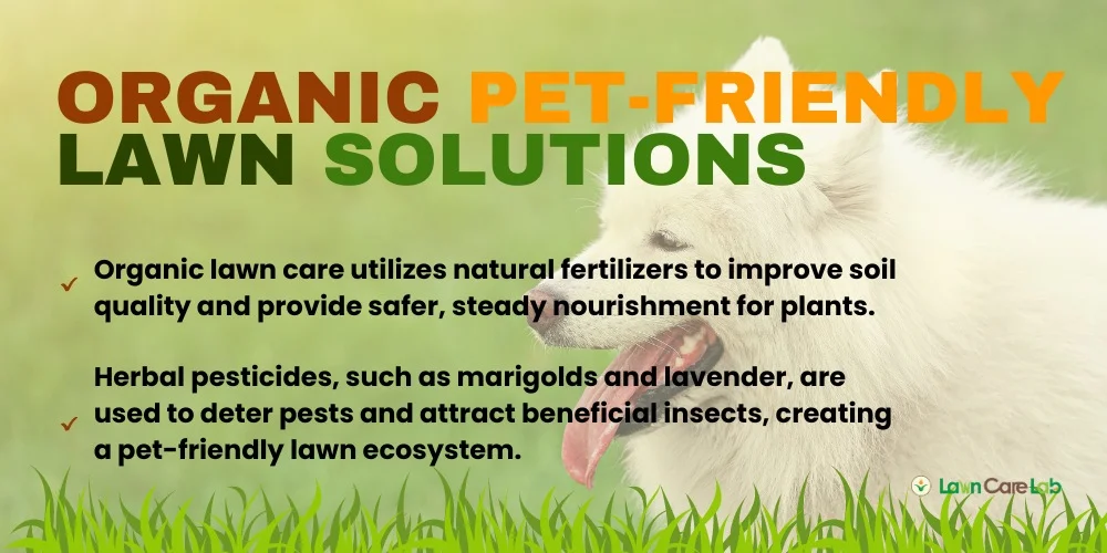  Organic Pet-Friendly Lawn Solutions