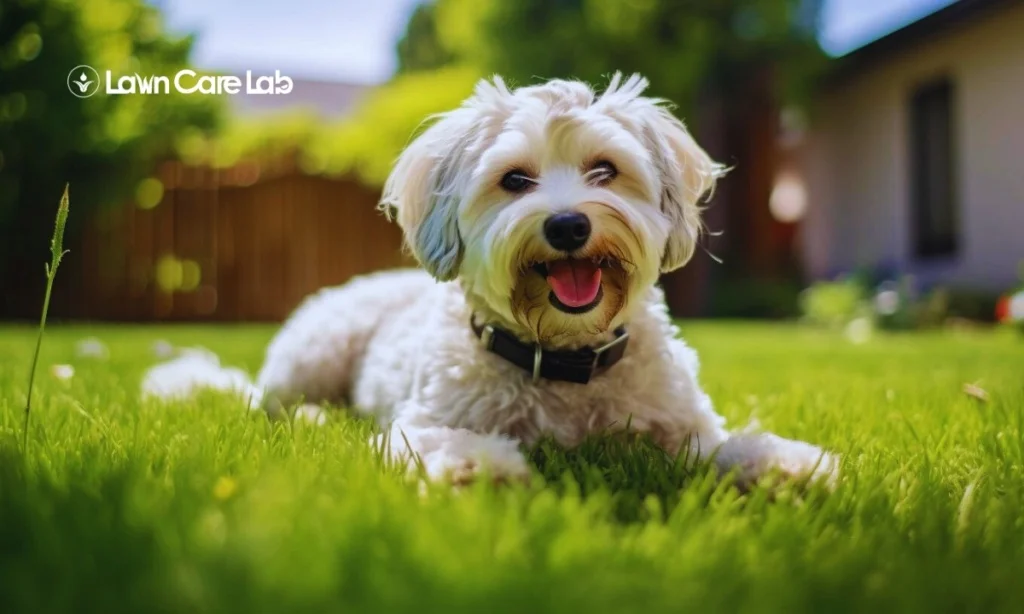 Organic Lawn Care Products for Dogs