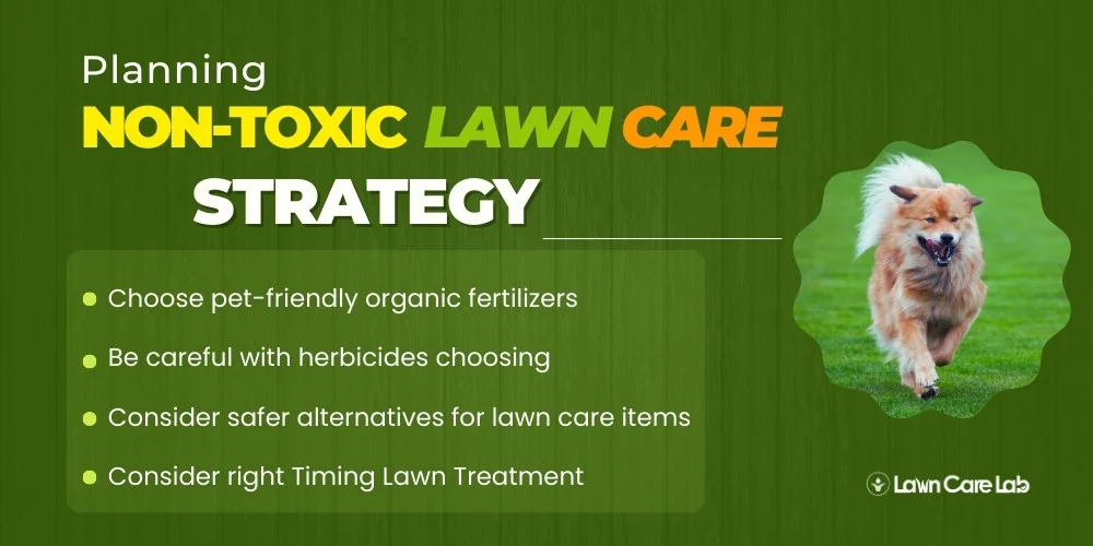 Non-Toxic Lawn Care Strategy