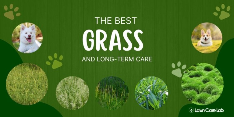 How to Restore and Protect Lawn Damage from Dogs - Lawn Care Lab