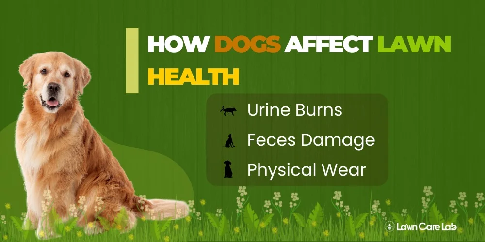 How Dogs Affect Lawn Health