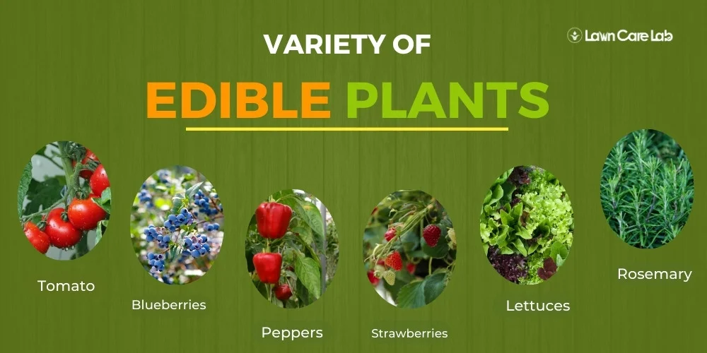 Variety of Edible Plants