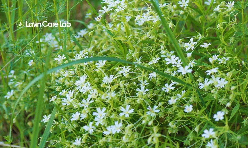 How to Plant and Maintain Wildflower Areas Within Your Lawn