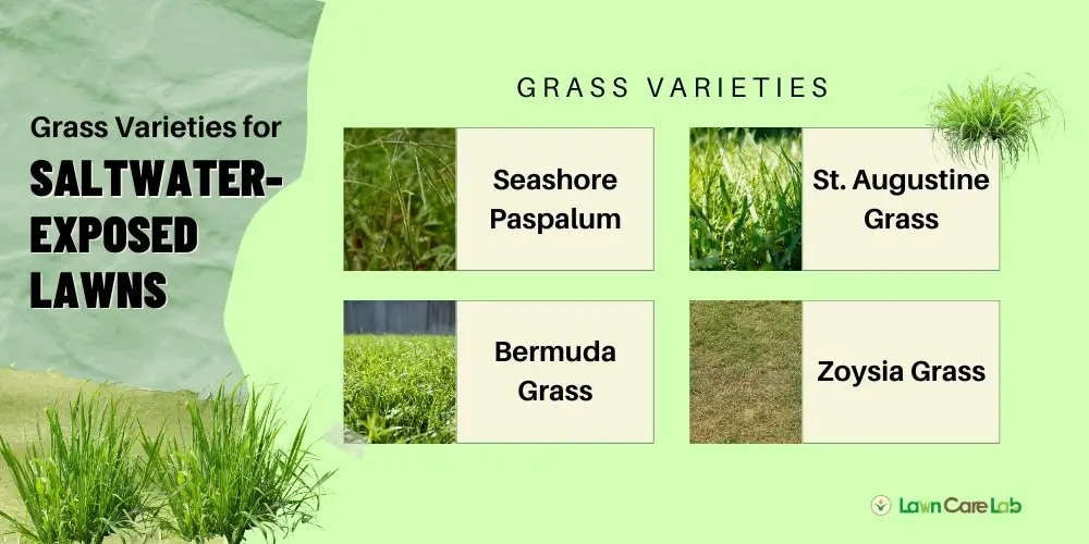 Optimal Grass Varieties for Saltwater-Exposed Lawns